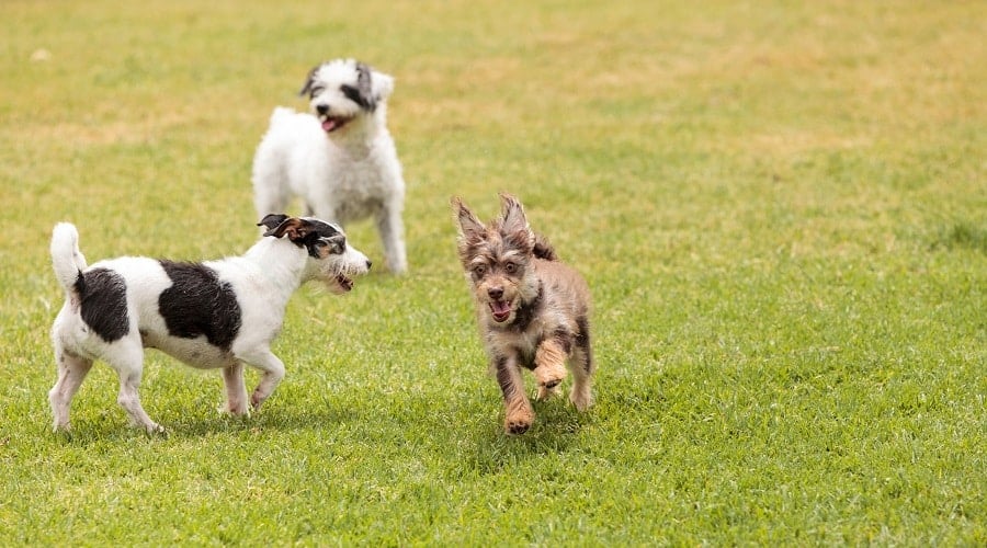 Dogs playing in a park