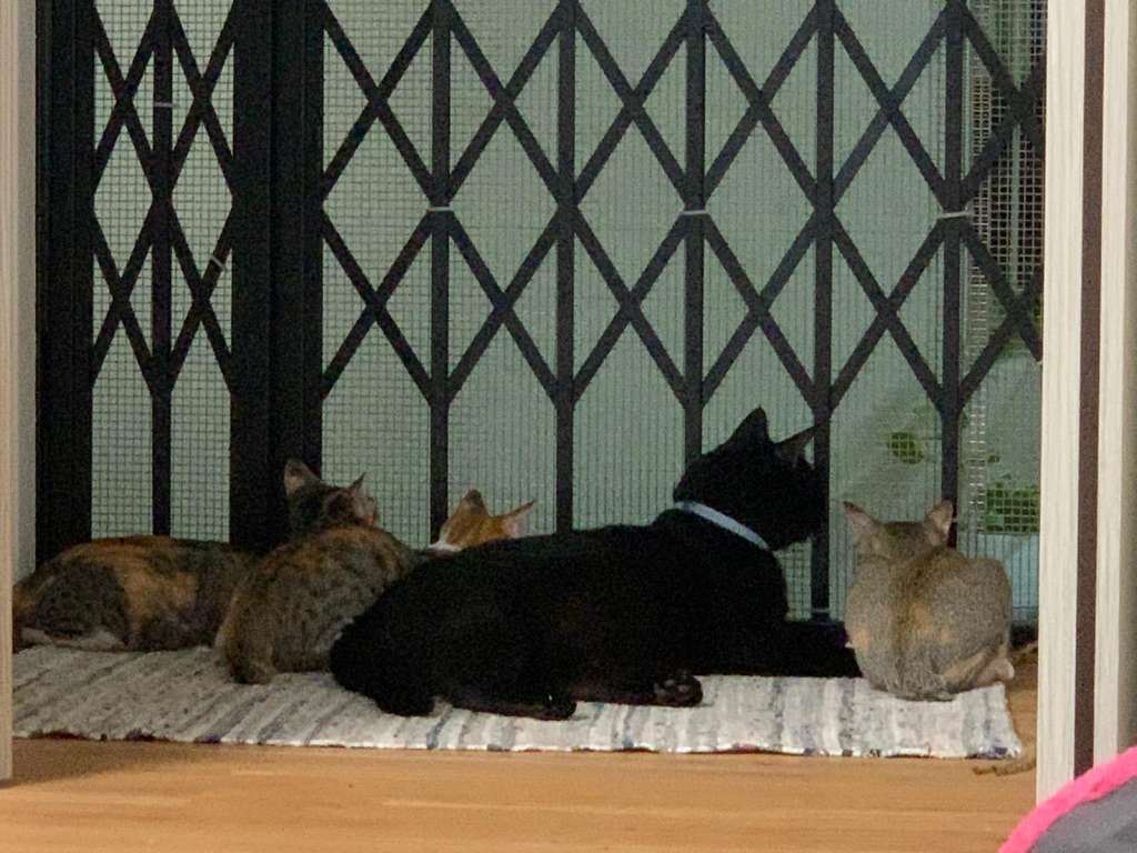 Household with 4 cats sitting at meshed gate. Image credit Leow Shuiyi.