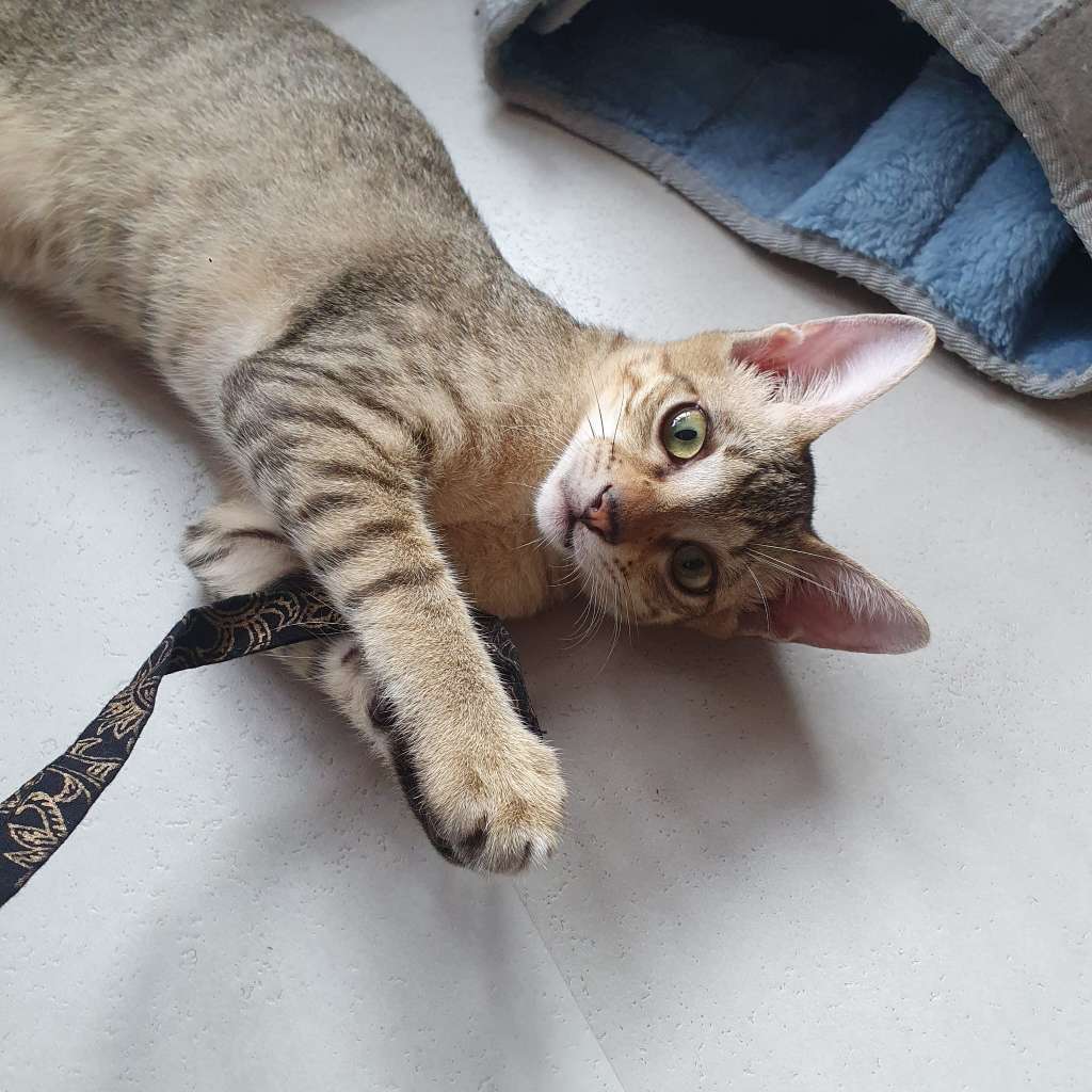 Cat sitting on steps