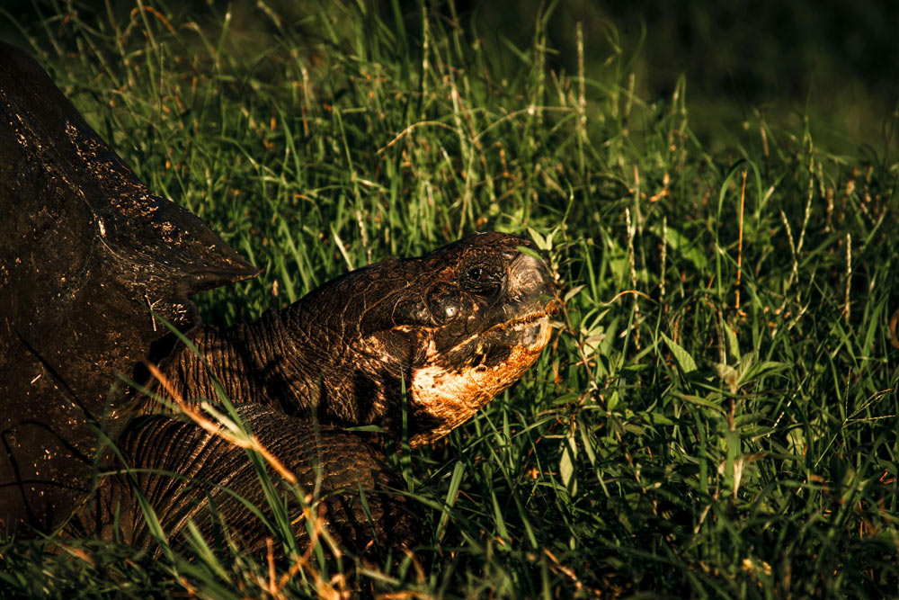 Scientists have identified 16,825 critical conservation sites.