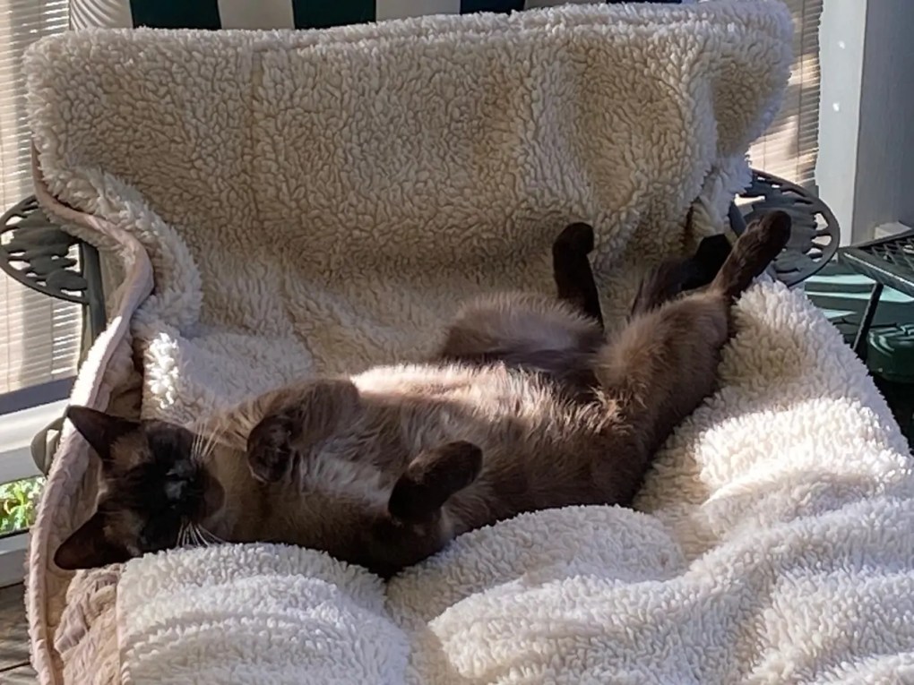 Mocha's Tummy Rub