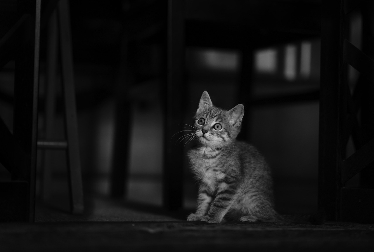 Stray Cat Colony Adopts Abandoned Puppy as One of Their Own