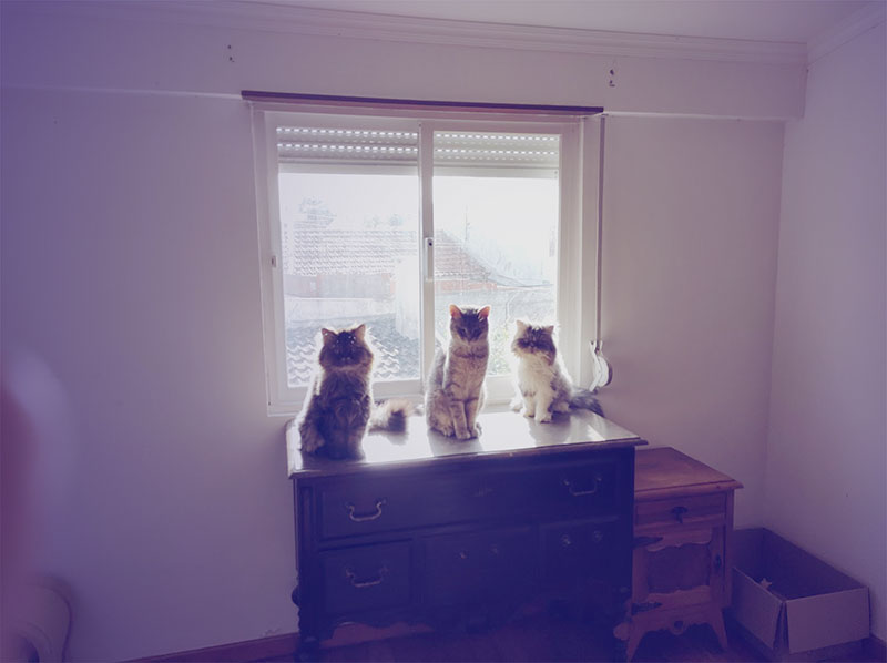 Three cats sitting in front of a windowsill