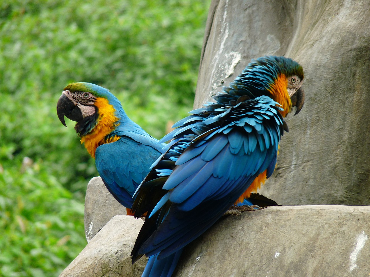 Stuttgart parrots! - BrooklynParrots.com