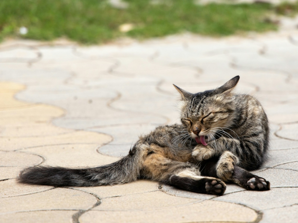 brown tabby cat lying on white sand during daytime and grooming itself