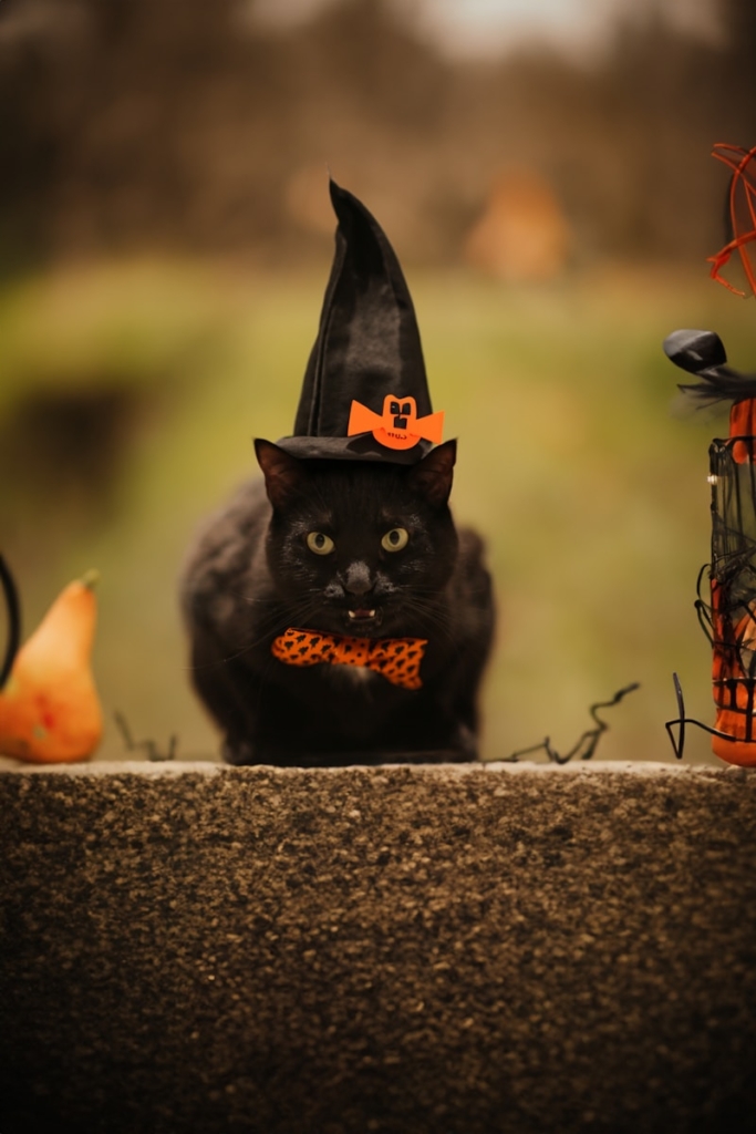 a black cat wearing a witches hat and bow tie