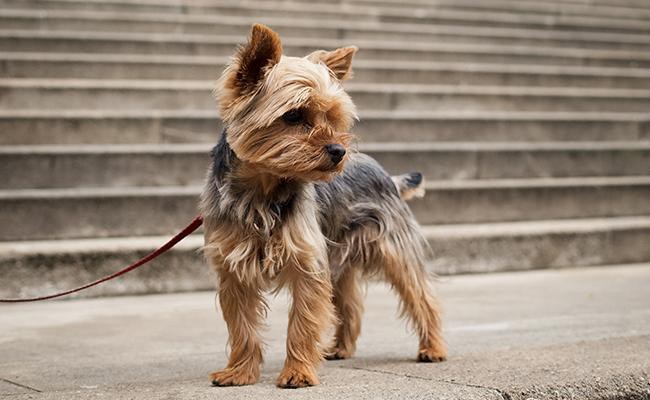 yorkshire-terrier-care