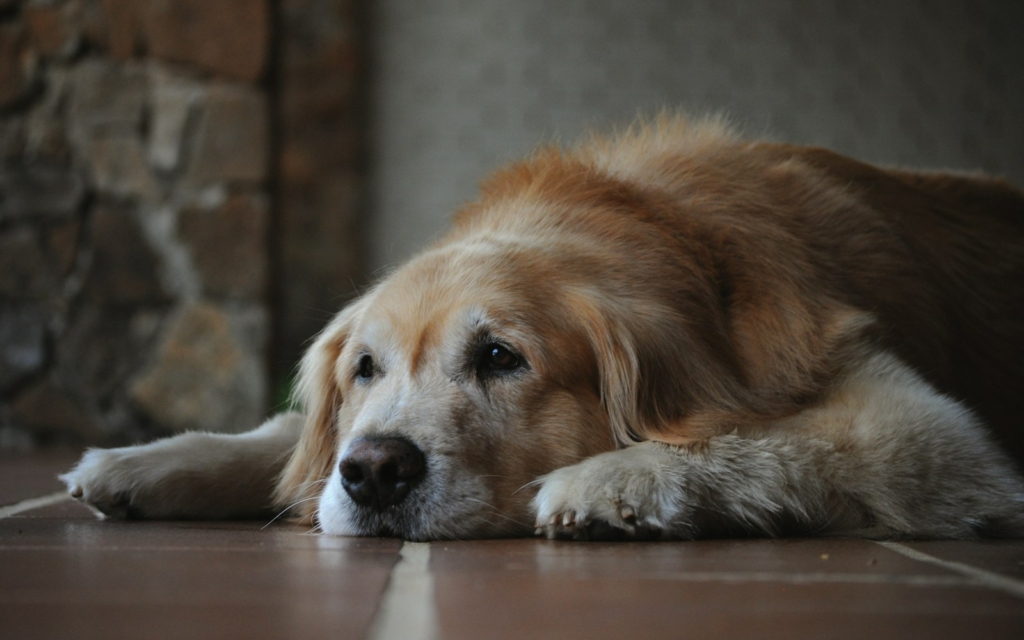 brown and white long coated dog lying on floor